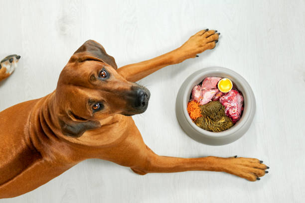 Pancréatite canine : ce que l’alimentation peut et ne peut pas faire