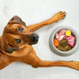 Pancréatite canine : ce que l’alimentation peut et ne peut pas faire