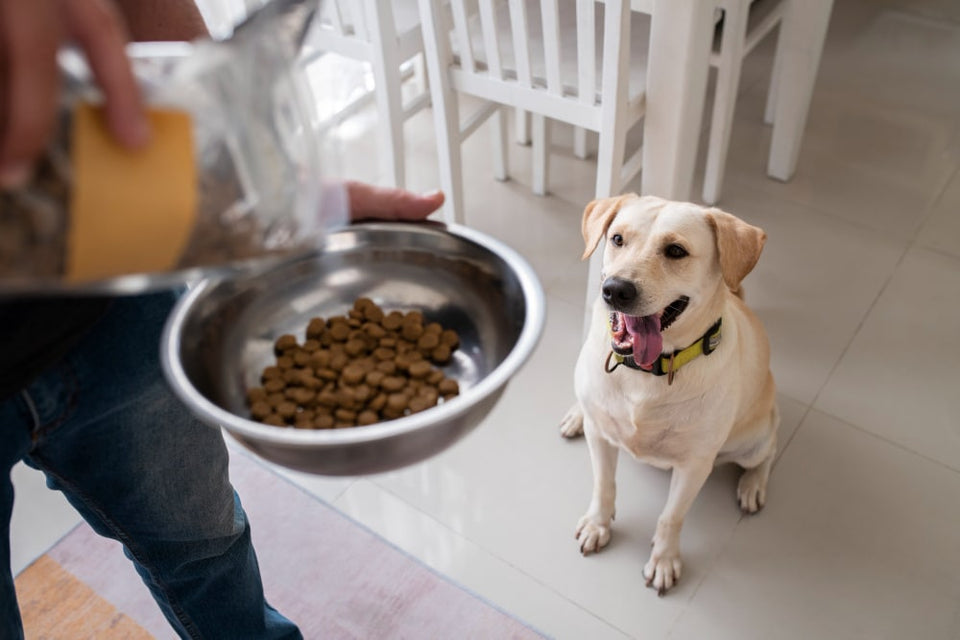 Services nutrition canine