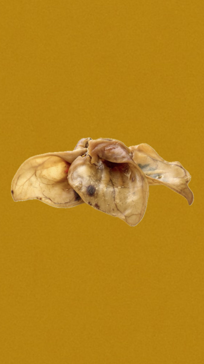 Oreille de porc avec conque XXL