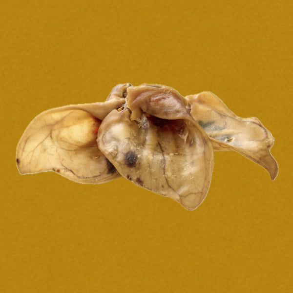 Oreille de porc avec conque XXL