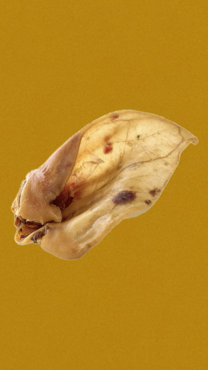 Oreille de porc avec conque XXL