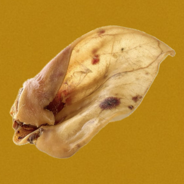 Oreille de porc avec conque XXL