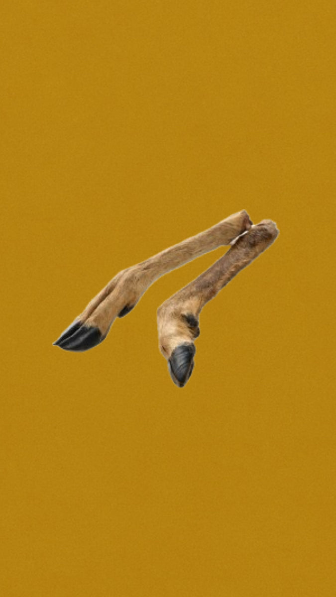 Patte de chevreuil avec poils