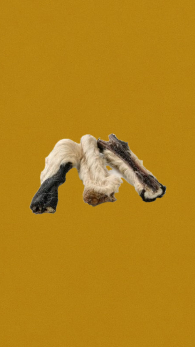 Bande de peau de bœuf avec poils 15cm