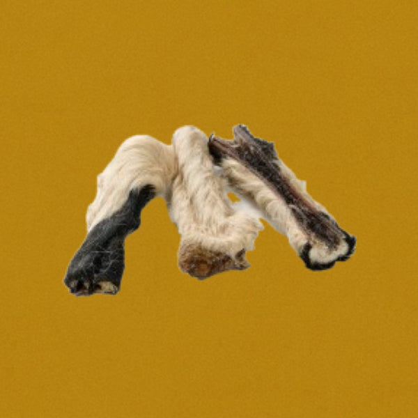 Bande de peau de bœuf avec poils 15cm