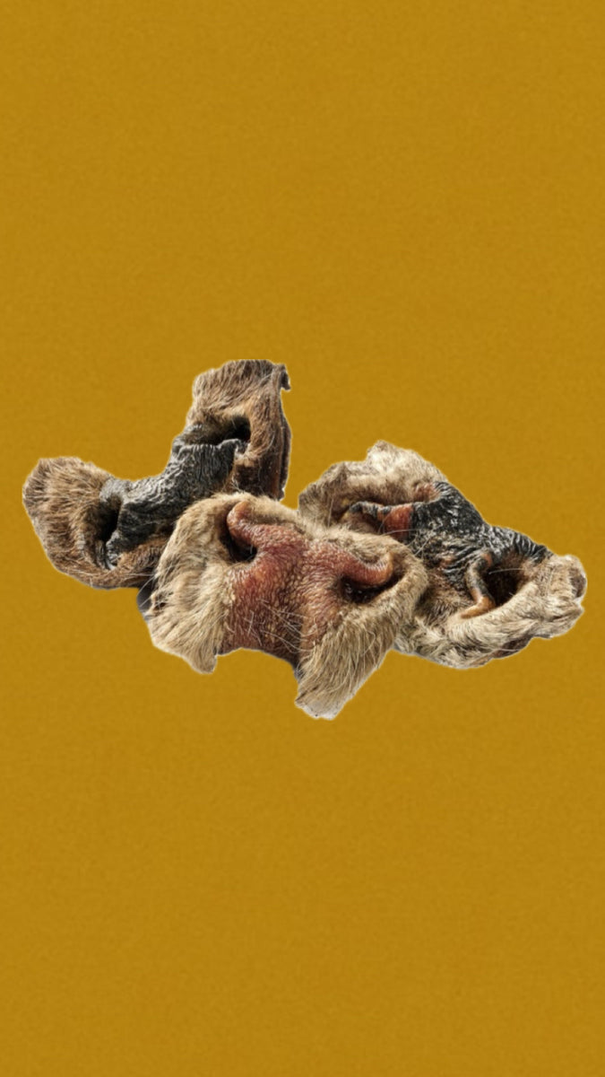 Nez de boeuf avec poils