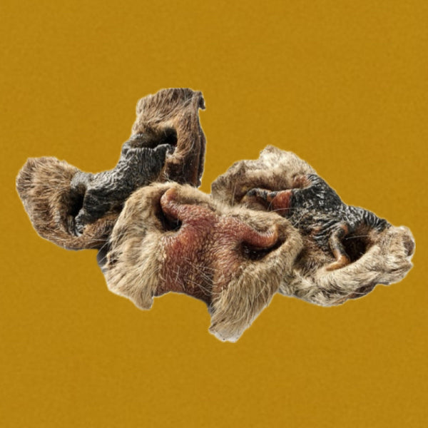 Nez de boeuf avec poils