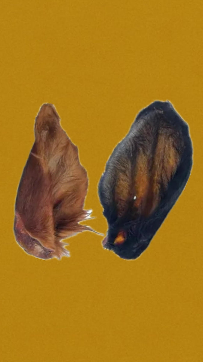 Oreille de Bœuf avec poils XL