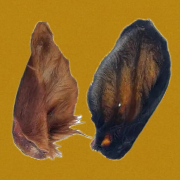 Oreille de Bœuf avec poils XL