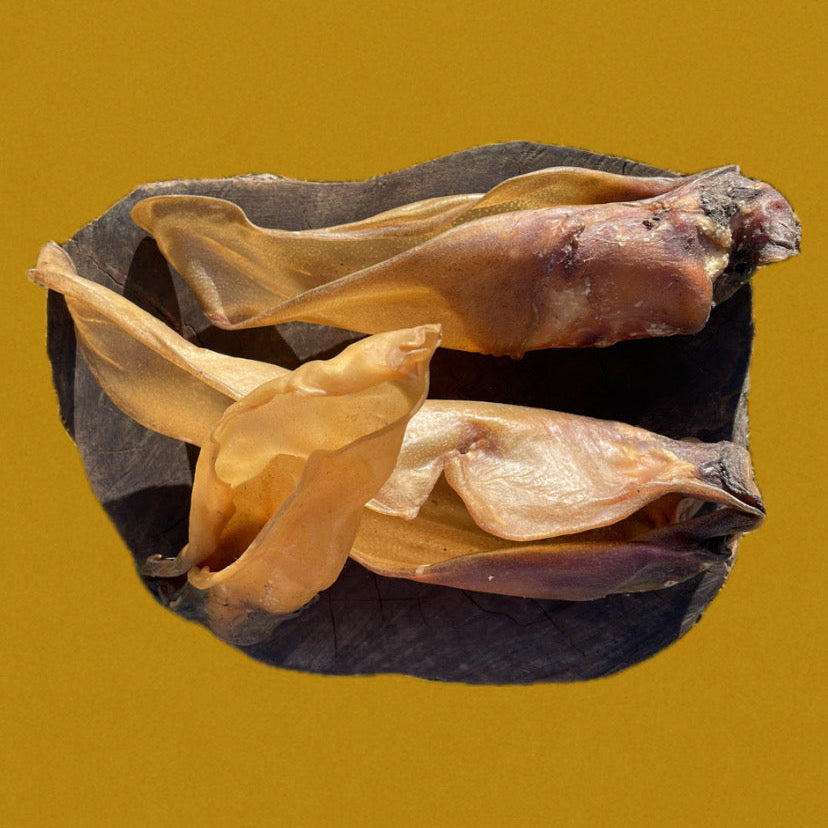 Oreille de bœuf avec conque