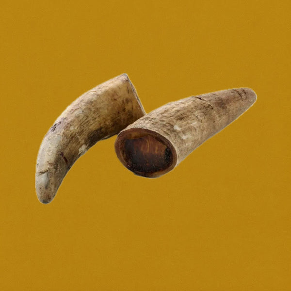 Corne de vache