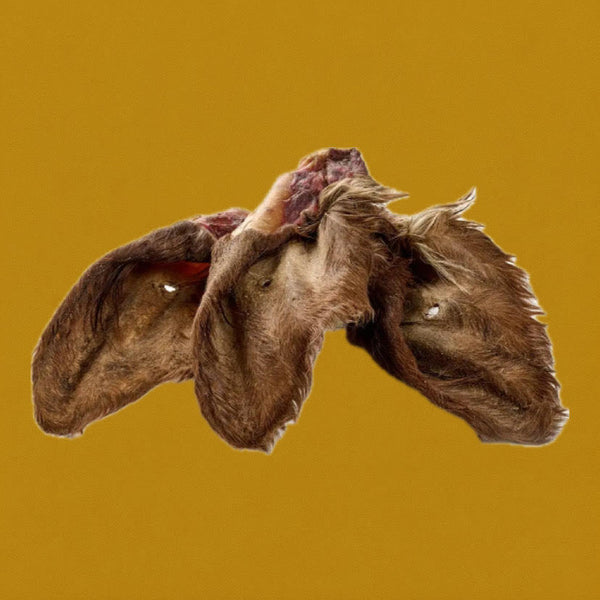 Oreilles de Bœuf avec poils