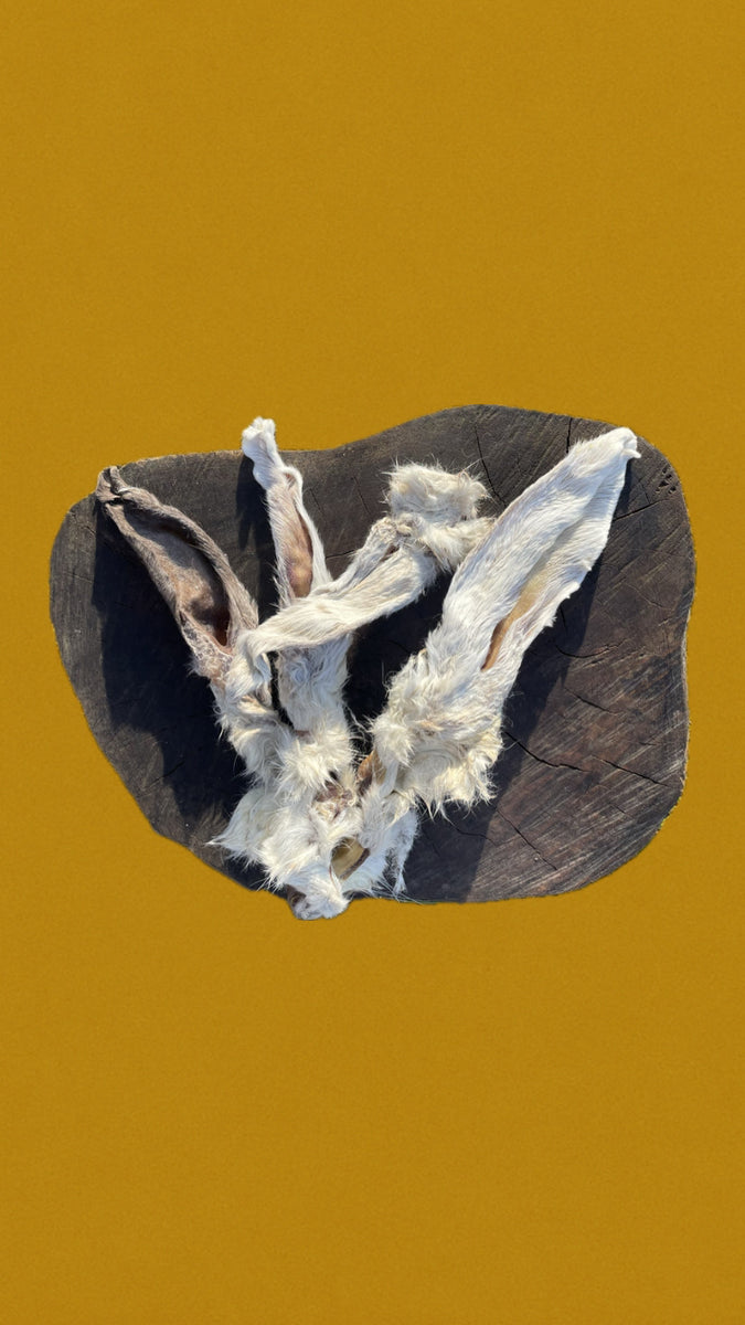 Oreilles de lapin avec poils x2