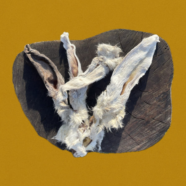 Oreilles de lapin avec poils x2